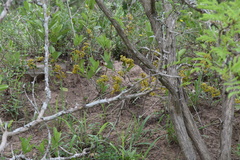 Salacia kraussii