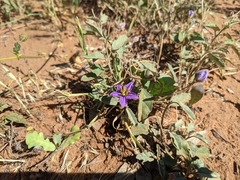 Solanum esuriale