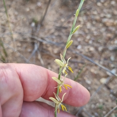 Hesperantha radiata