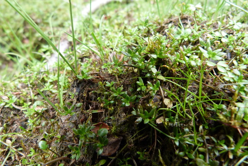 Tetrachondra hamiltonii, photograph 5