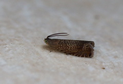 Grapholita conficitana