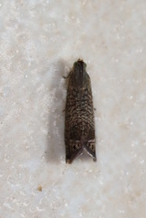 Grapholita conficitana