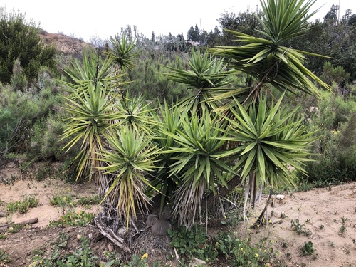 Yucca gigantea