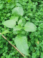 Acalypha indica