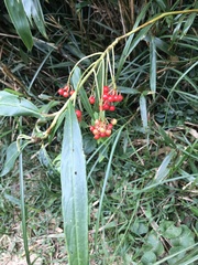 Ardisia crispa