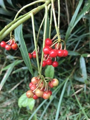 Ardisia crispa