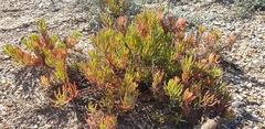Suaeda australis
