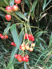 Ardisia crispa