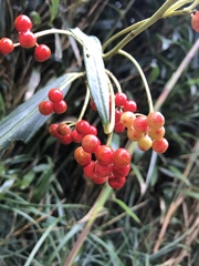 Ardisia crispa