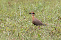 Cursorius coromandelicus