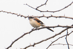 Lanius vittatus