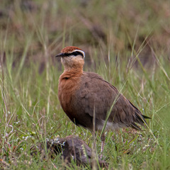 Cursorius coromandelicus