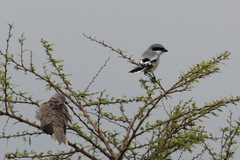 Lanius excubitor