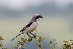 Lanius excubitor