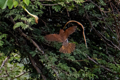Lonchura punctulata
