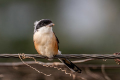 Lanius vittatus