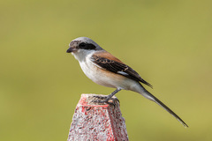 Lanius vittatus