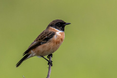 Saxicola maurus