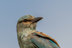 Coracias garrulus