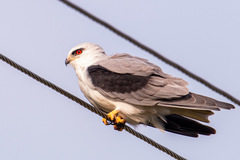 Elanus caeruleus