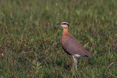Cursorius coromandelicus
