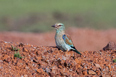 Coracias garrulus