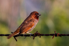 Lonchura punctulata