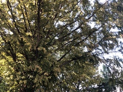 Metasequoia glyptostroboides