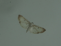 Pycnarmon