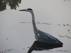 Ardea cinerea