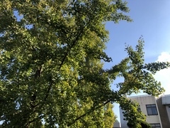 Ginkgo biloba