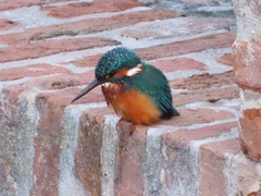 Alcedo atthis