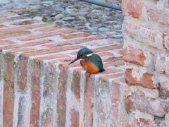 Alcedo atthis