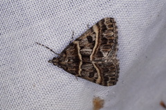 Dichromodes orthozona