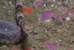 Syngnathus temminckii