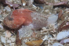 Coccotropsis gymnoderma