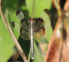 Neurothemis tullia