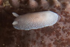 Doriopsilla capensis image