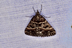 Dichromodes orthozona