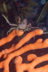 Achaeopsis spinulosa