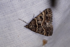 Dichromodes orthozona
