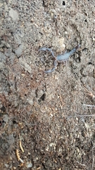 Pseudouroctonus reddelli