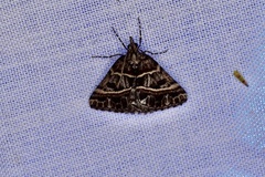 Dichromodes orthozona