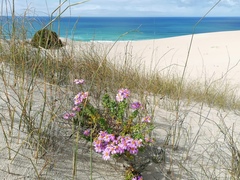Senecio glastifolius