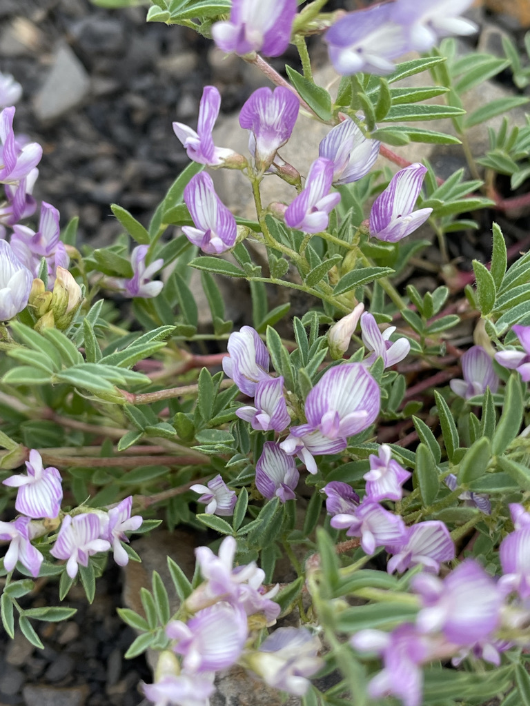 Astragalus vexilliflexus