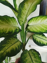 Dieffenbachia