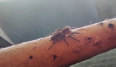 Plexippus paykulli