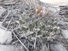 Thelocactus rinconensis