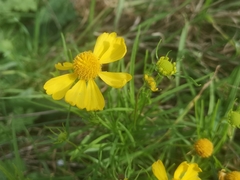 Helenium amarum