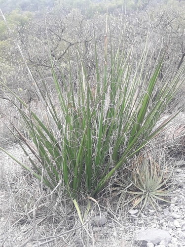 Hesperaloe funifera